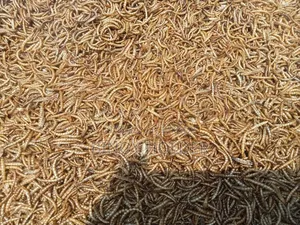 Mealworm Dried and Powder