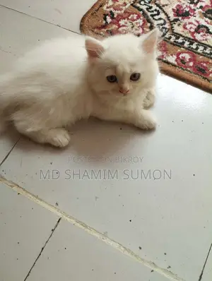 ১-৩ মাস বয়সী মিশ্র জাতের পার্সিয়ান বিড়াল