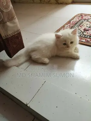 ১-৩ মাস বয়সী মিশ্র জাতের পার্সিয়ান বিড়াল