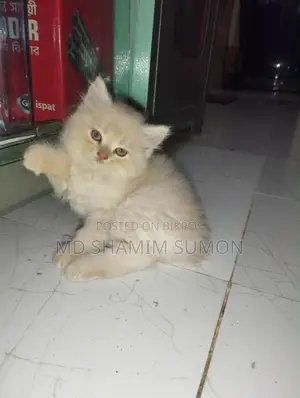 ১-৩ মাস বয়সী মিশ্র জাতের পার্সিয়ান বিড়াল