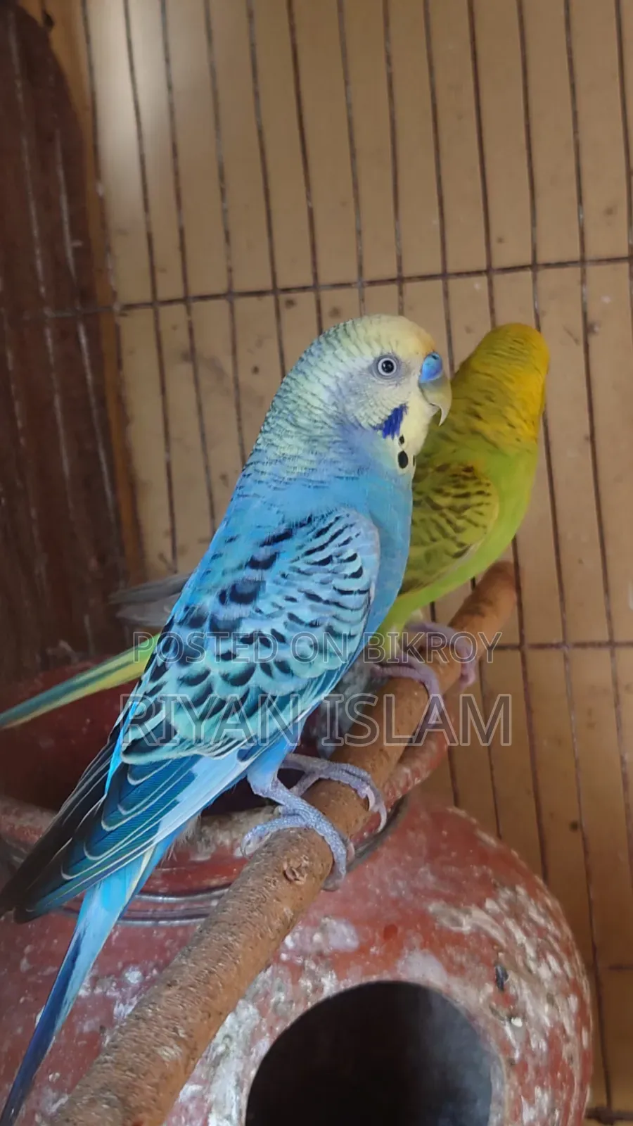 Budgie Bird, Bajrika, Parakeet, Budgies Parrot Sale