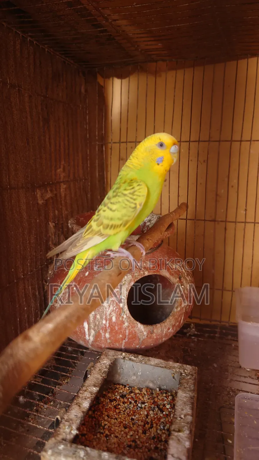 Budgie Bird, Bajrika, Parakeet, Budgies Parrot Sale
