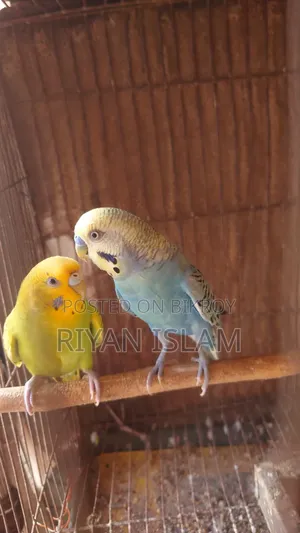 Budgie Bird, Bajrika, Parakeet, Budgies Parrot Sale