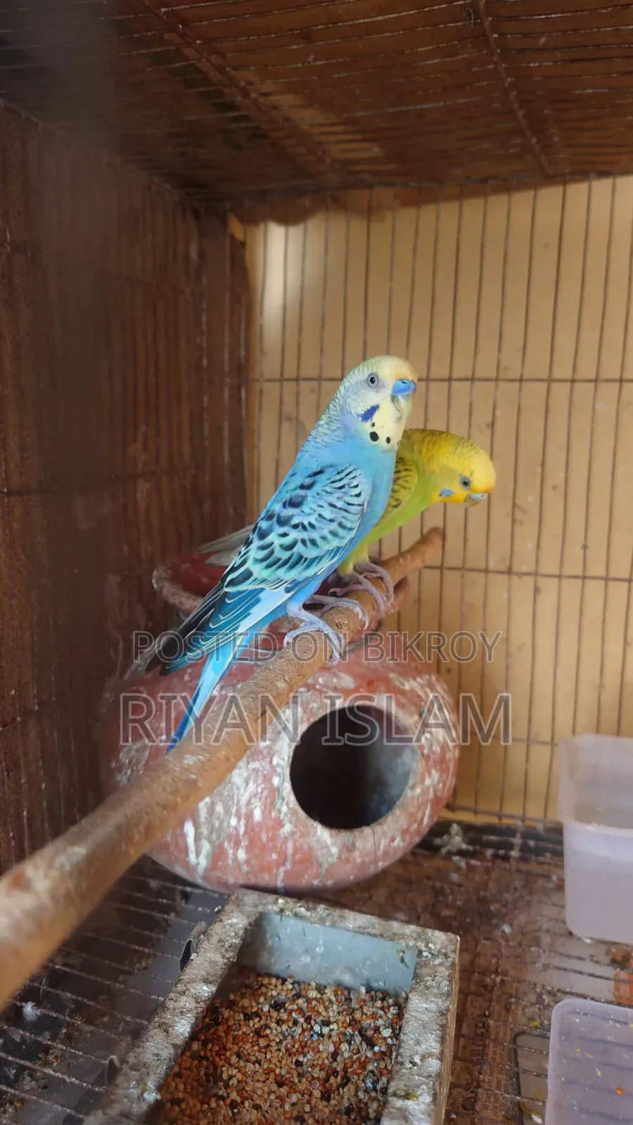 Budgie Bird, Bajrika, Parakeet, Budgies Parrot Sale