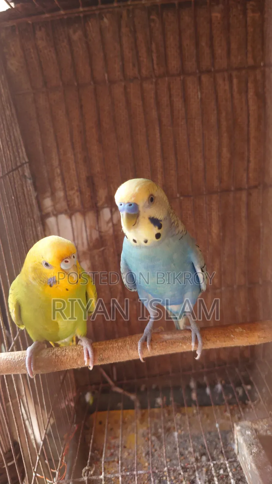 Budgie Bird, Bajrika, Parakeet, Budgies Parrot Sale