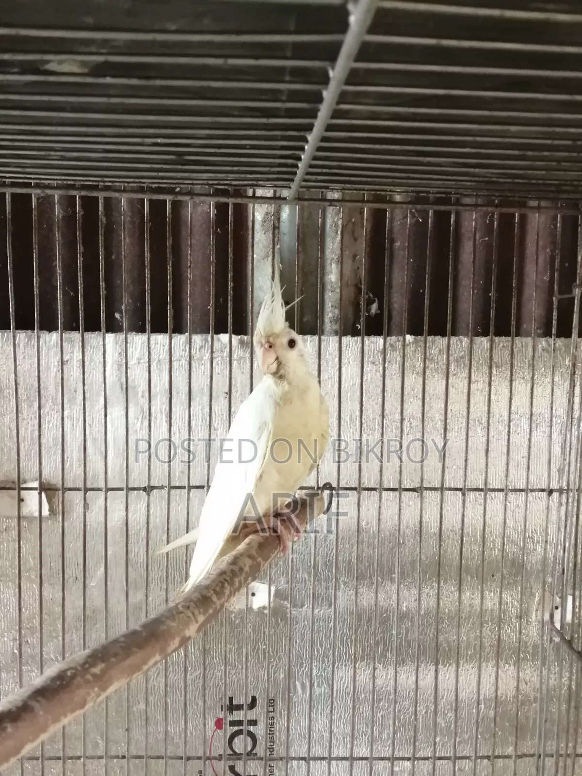 রানিং এলবিনো