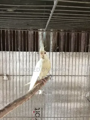 রানিং এলবিনো