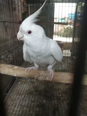 রানিং এলবিনো