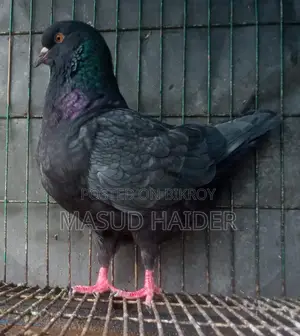 এন্দালুসিয়ান কিং মাদি