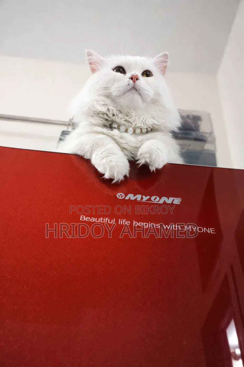 6-12 months Male Purebred Persian