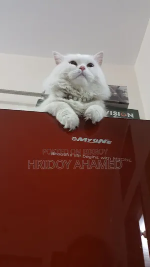 6-12 months Male Purebred Persian