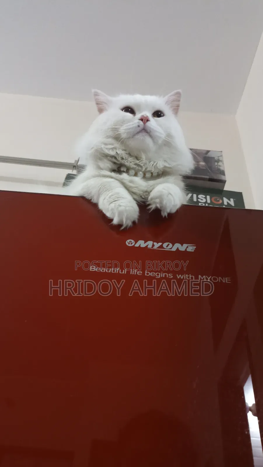 6-12 months Male Purebred Persian