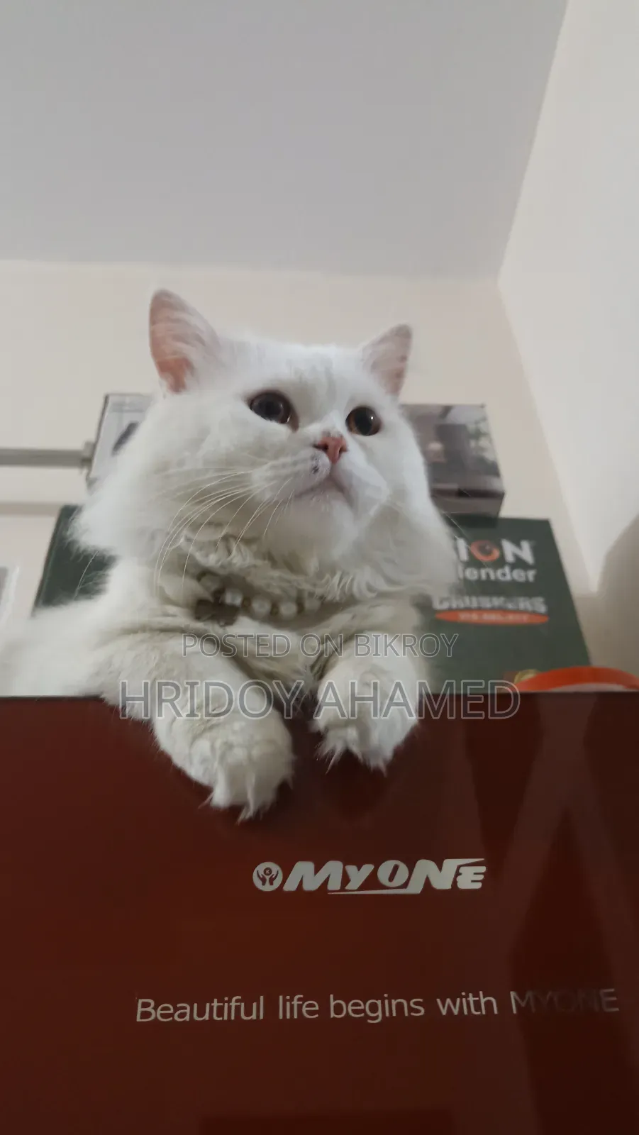 6-12 months Male Purebred Persian