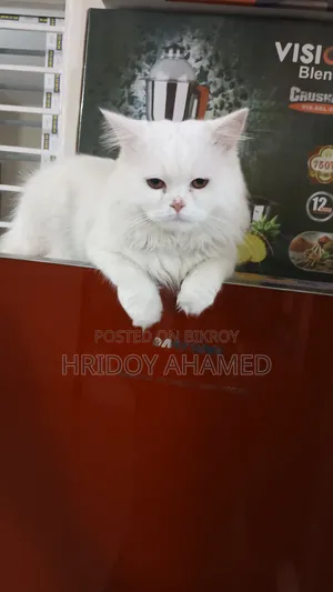 6-12 months Male Purebred Persian