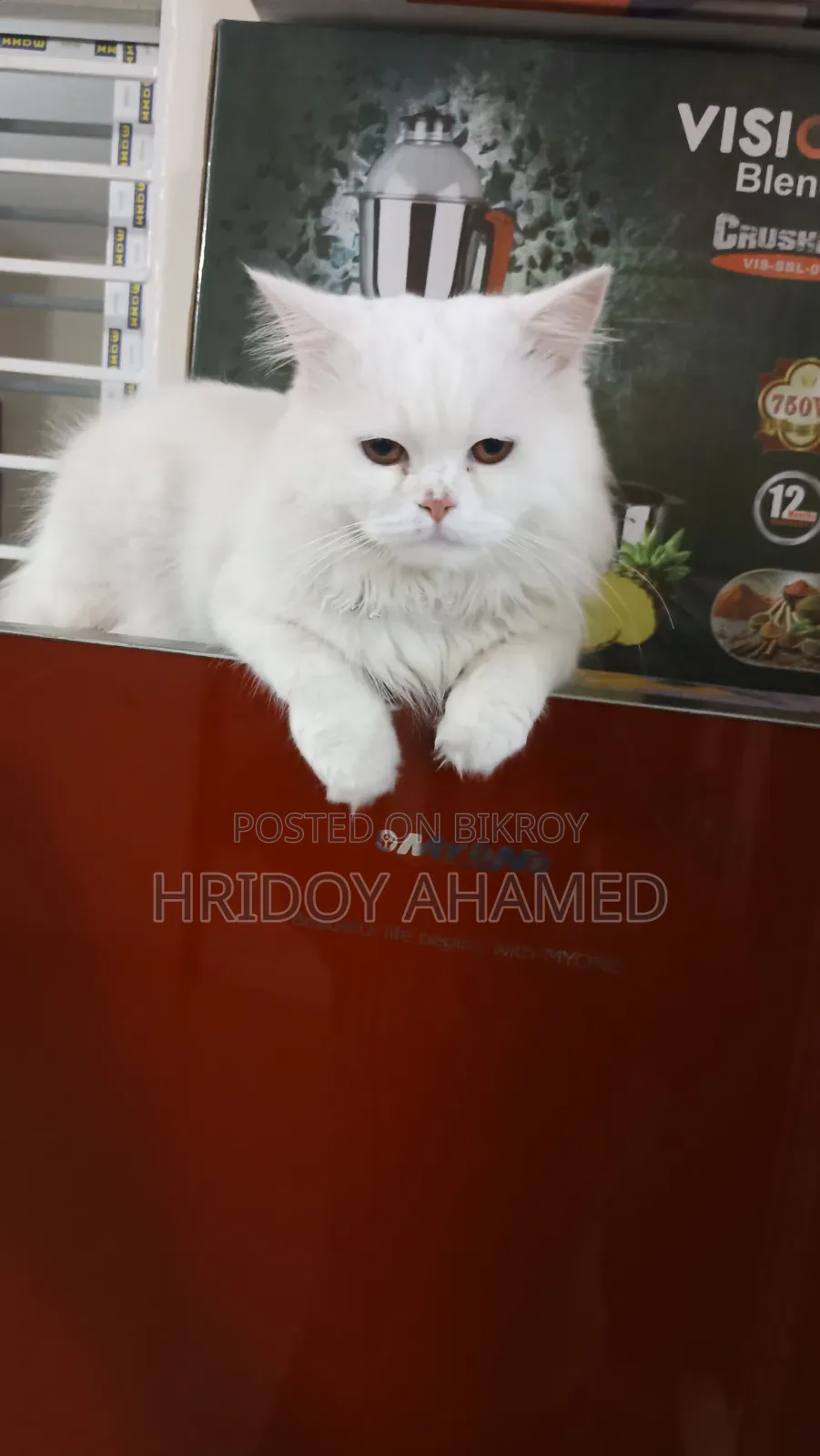 6-12 months Male Purebred Persian