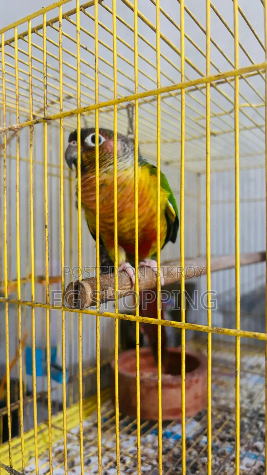 কনুর পাখি