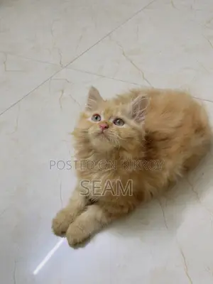 ১-৩ মাস বয়সী পুরুষ বিশুদ্ধ পার্সিয়ান বিড়াল