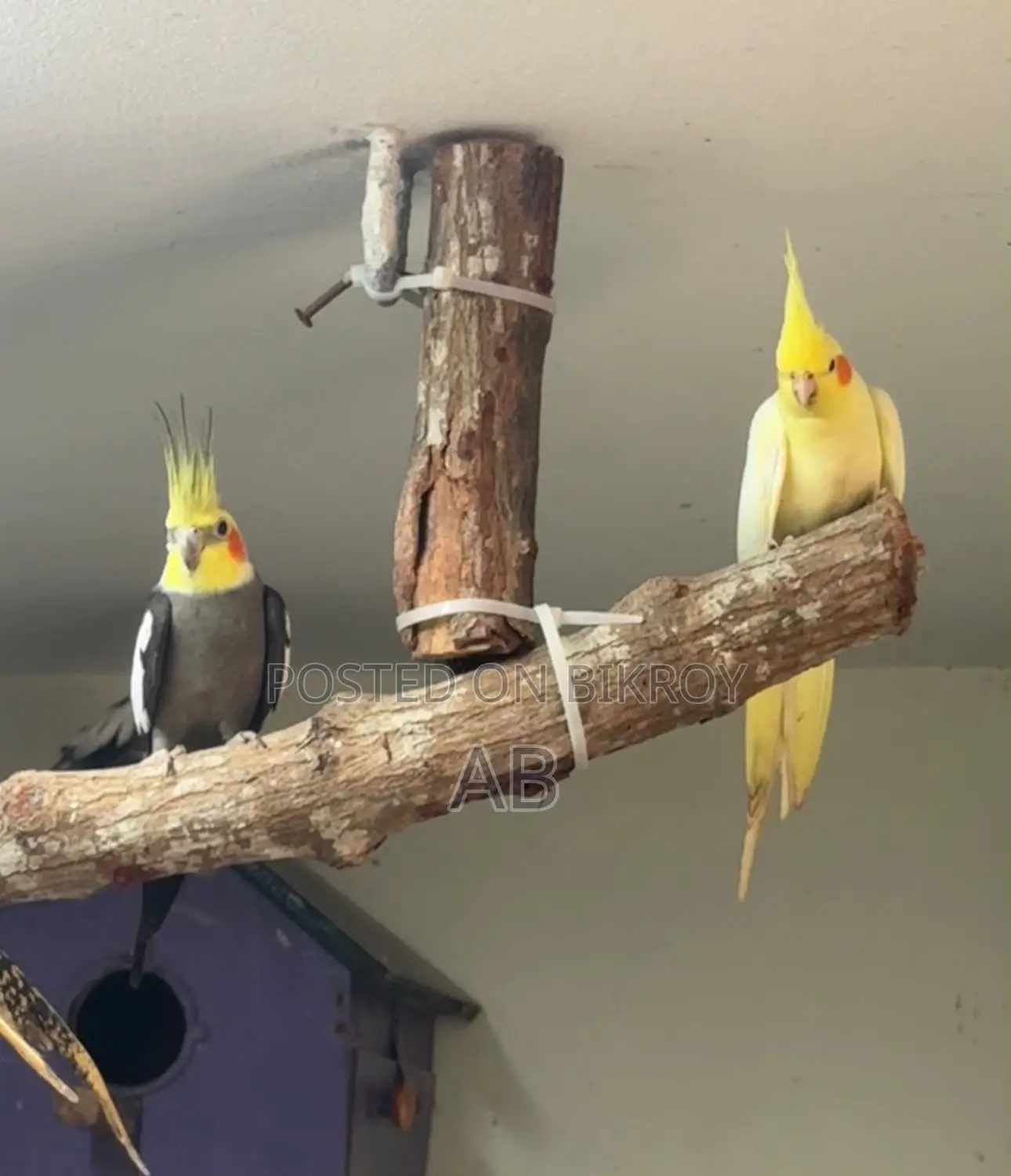 Running Cockatiel with 2 chicks