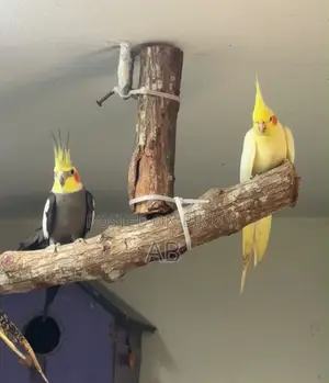 Running Cockatiel with 2 chicks