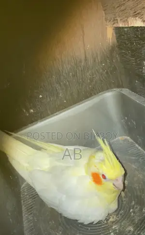 Running Cockatiel with 2 chicks