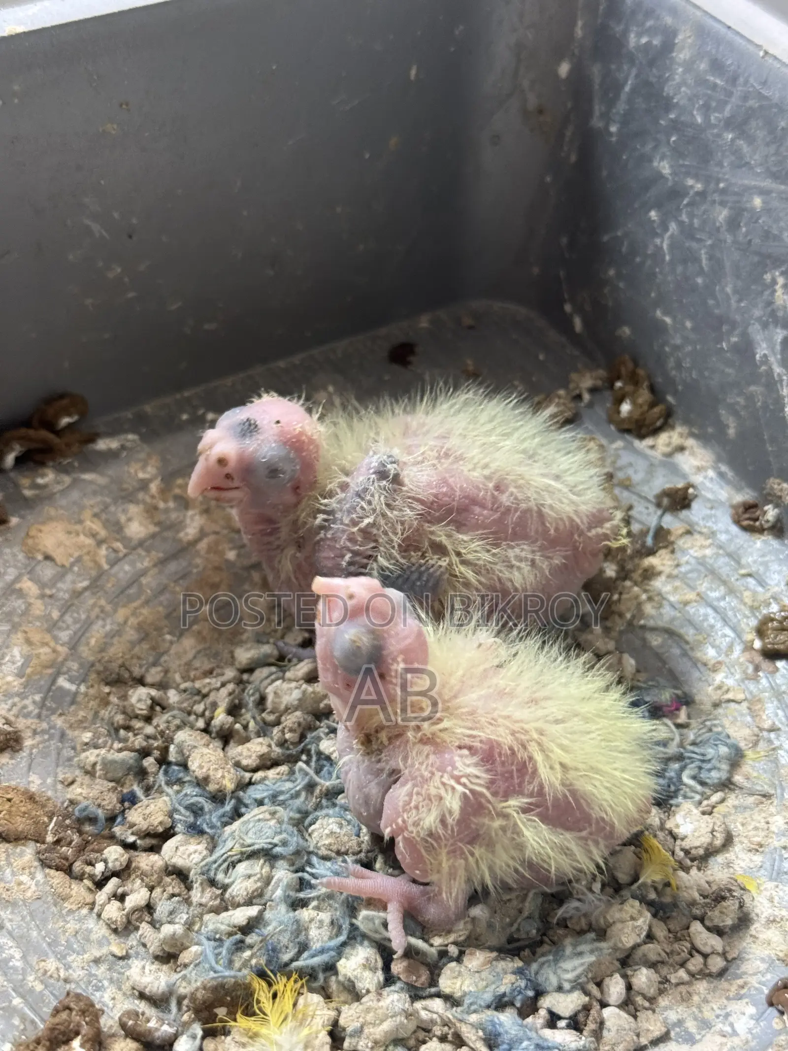 Running Cockatiel with 2 chicks