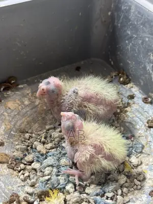 Running Cockatiel with 2 chicks