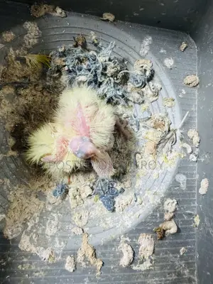 Running Cockatiel with 2 chicks