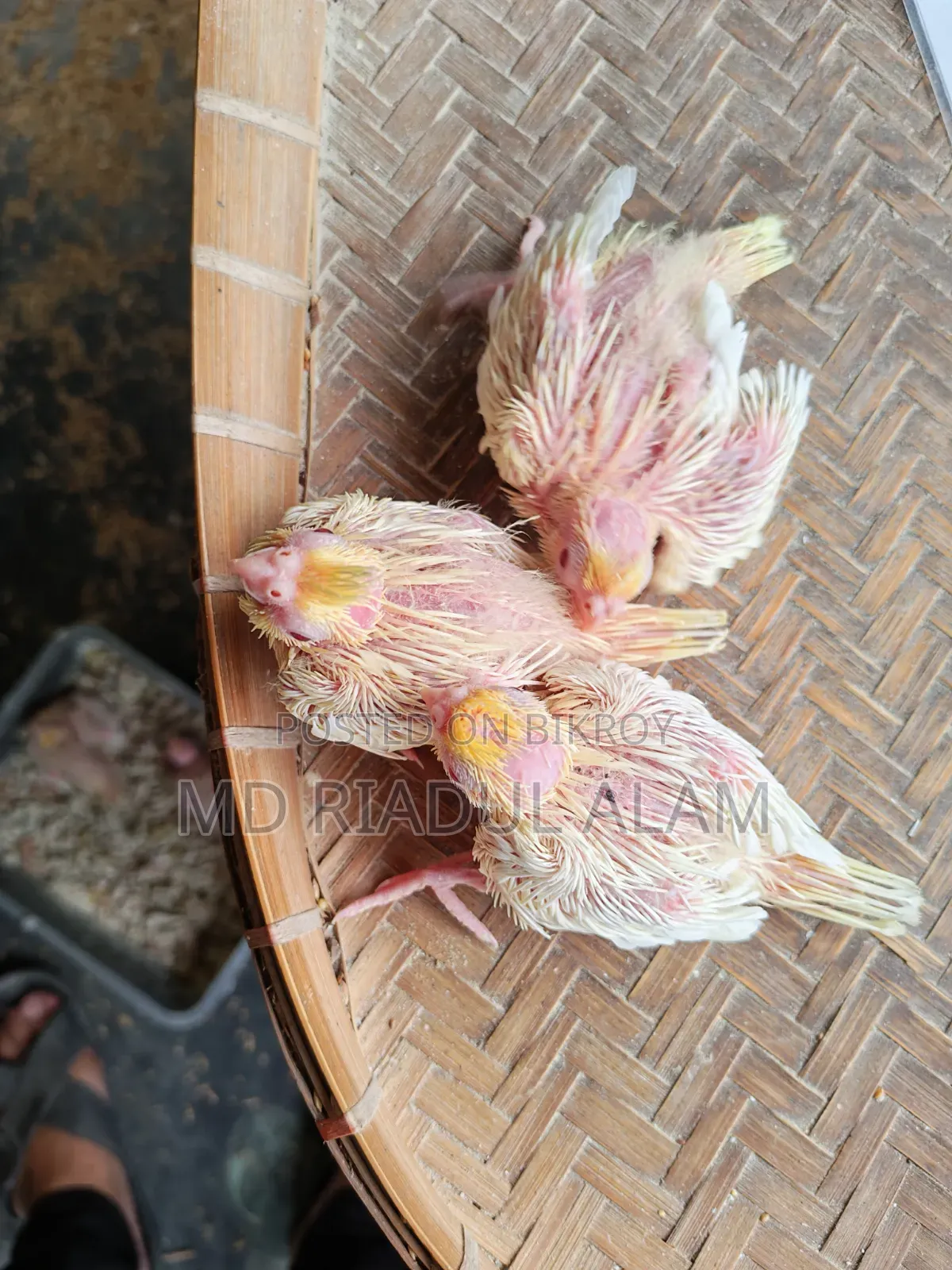 টেম সাইজ লুটিনো ককাটেল