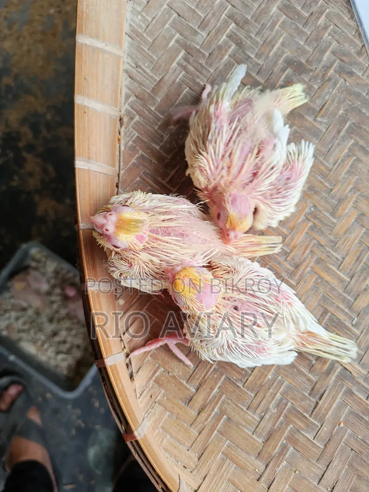 টেম সাইজ লুটিনো ককাটেল