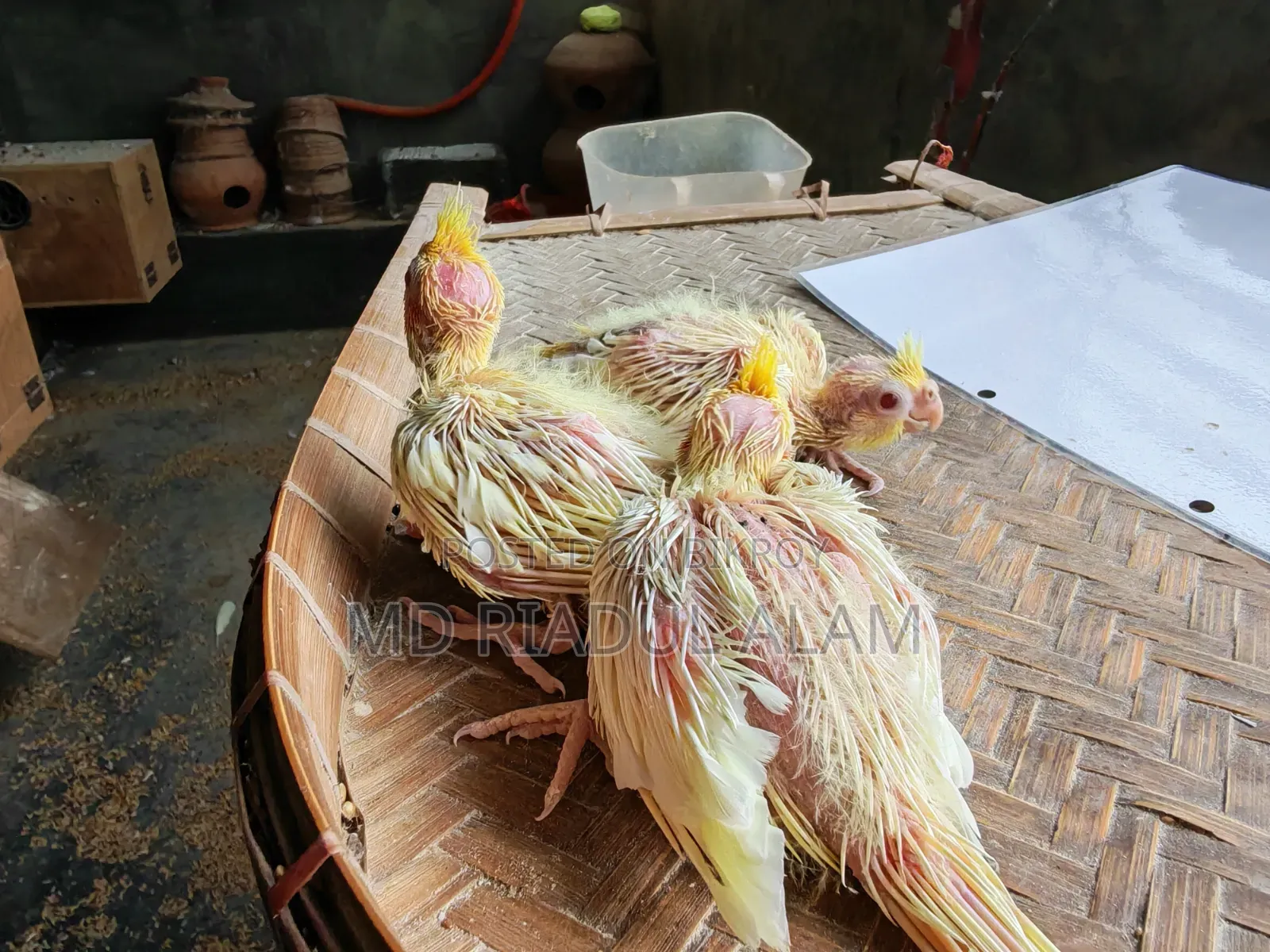 টেম সাইজ লুটিনো ককাটেল