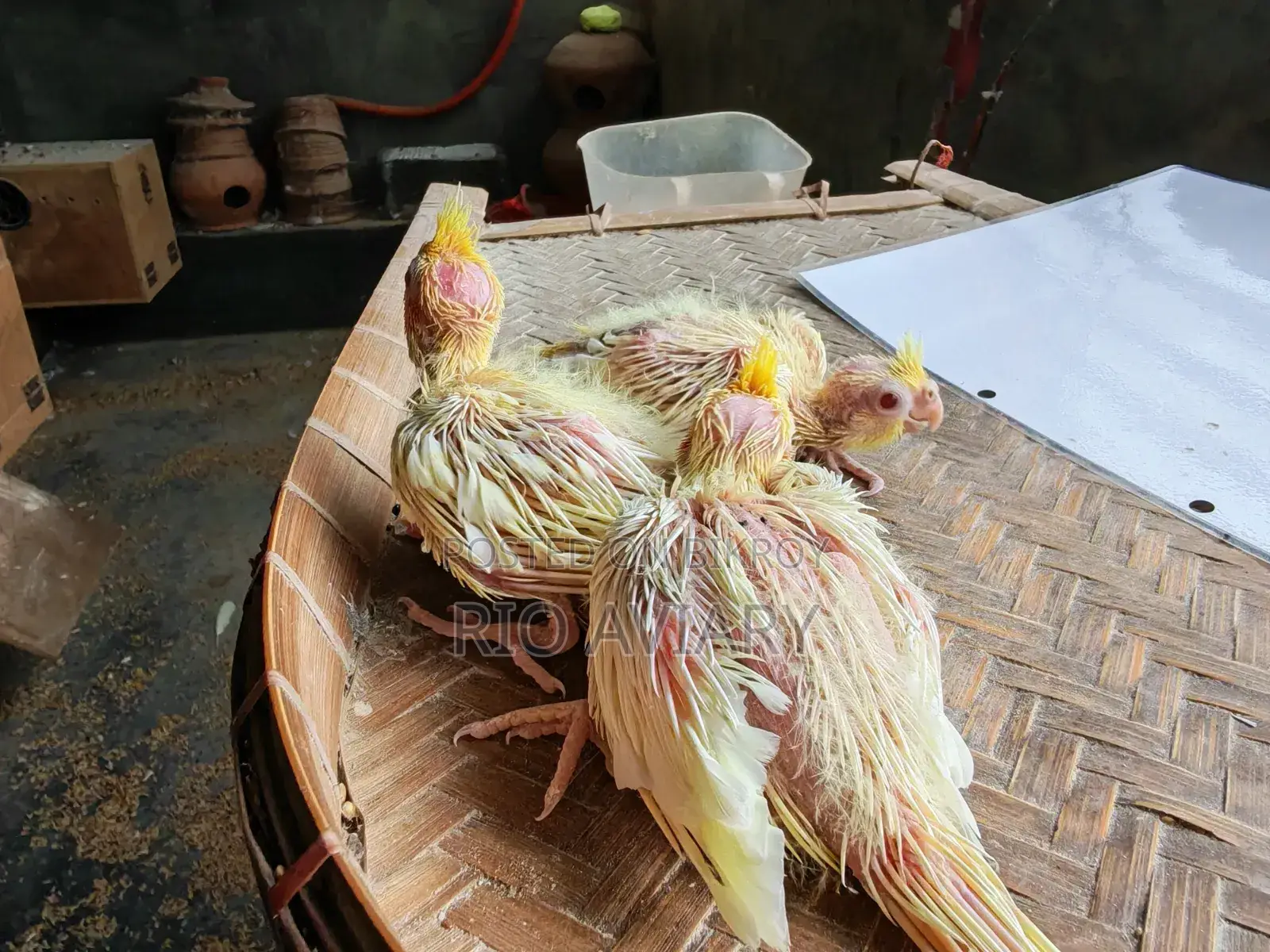 টেম সাইজ লুটিনো ককাটেল