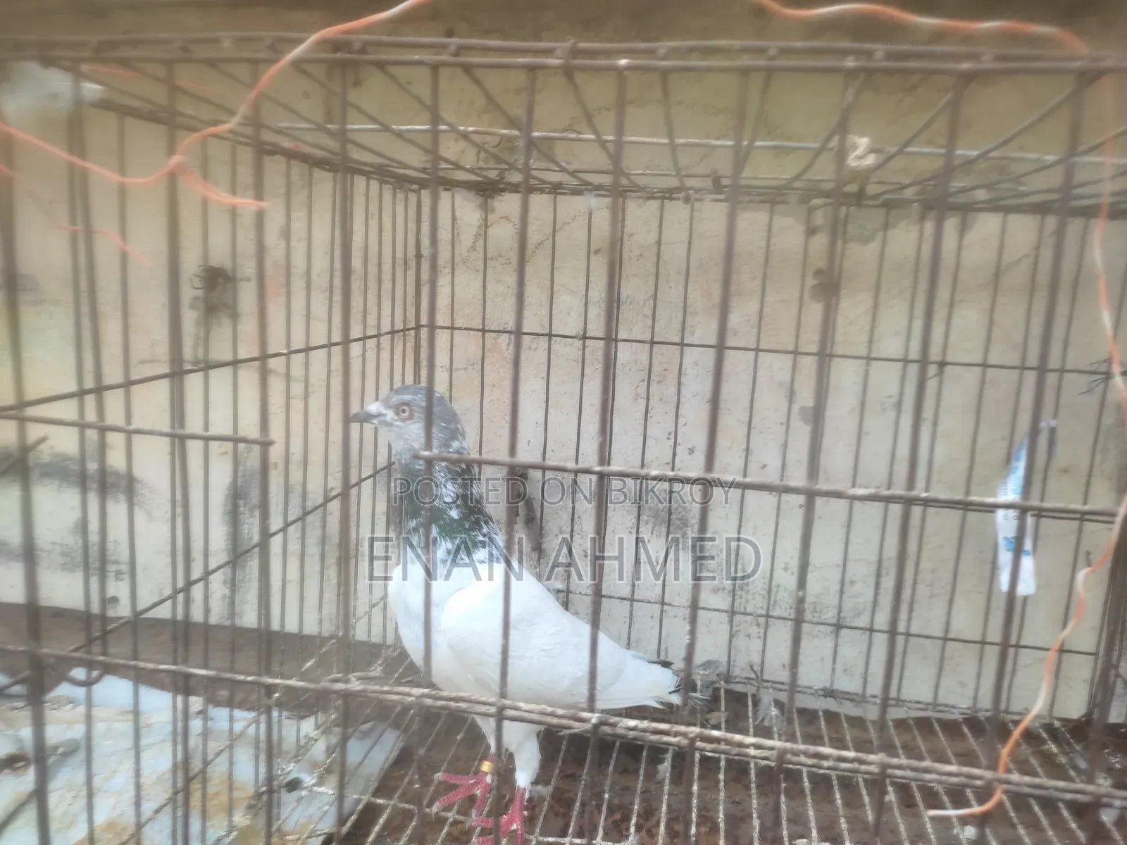 Running Giribaz Jira Gola Male Pigeon