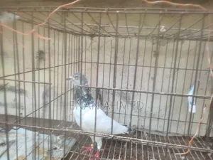 Running Giribaz Jira Gola Male Pigeon
