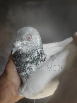 Running Giribaz Jira Gola Male Pigeon