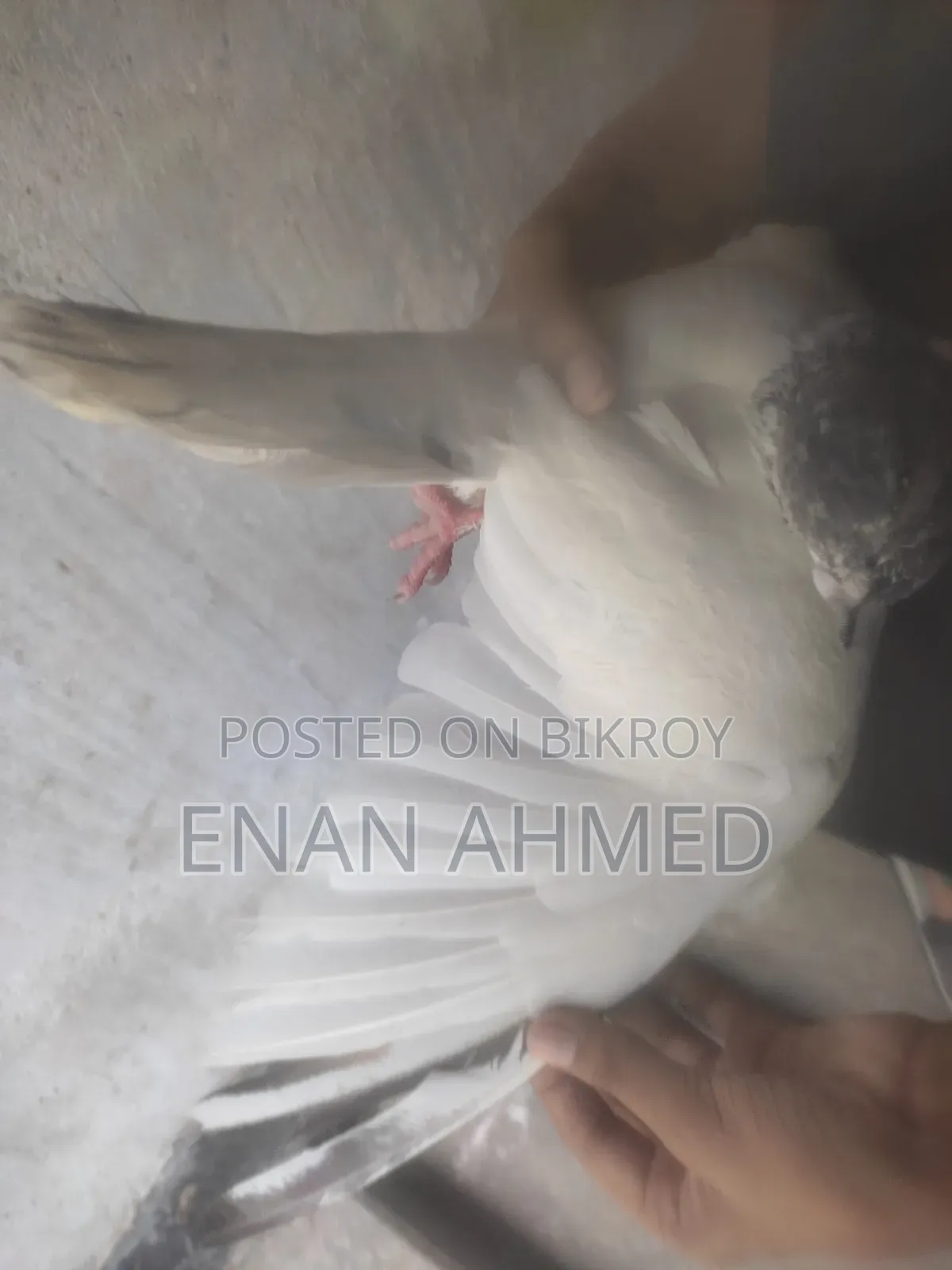 Running Giribaz Jira Gola Male Pigeon