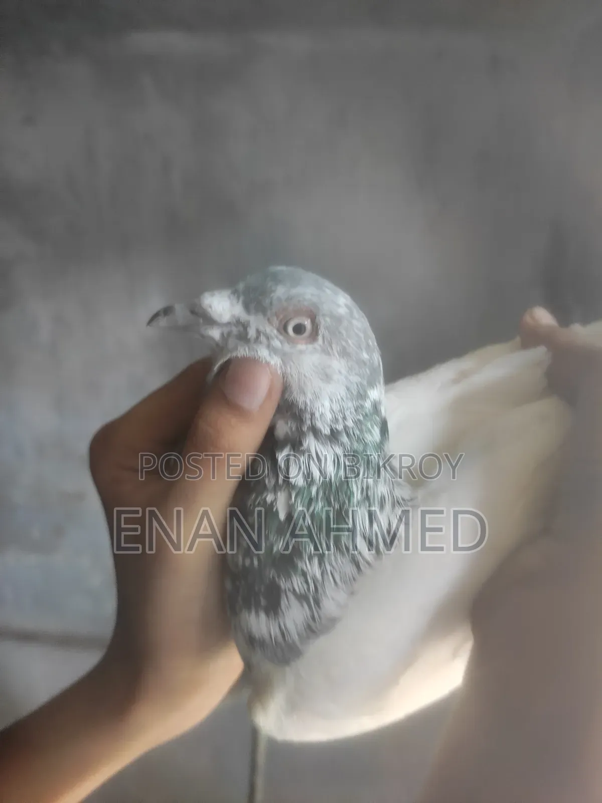 Running Giribaz Jira Gola Male Pigeon