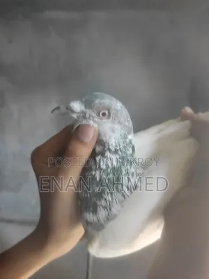 Running Giribaz Jira Gola Male Pigeon