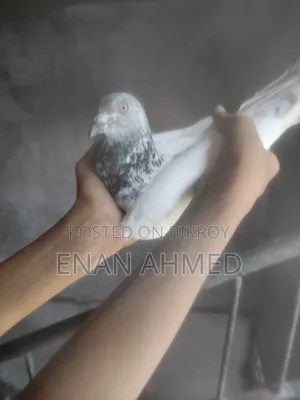 Running Giribaz Jira Gola Male Pigeon