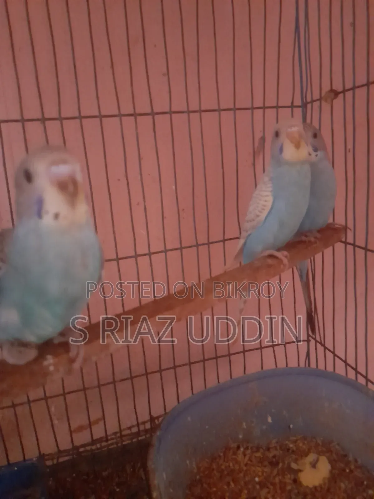 Budgerigar Birds