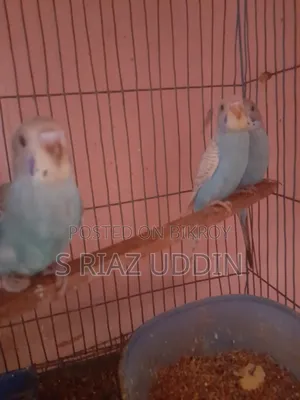 Budgerigar Birds