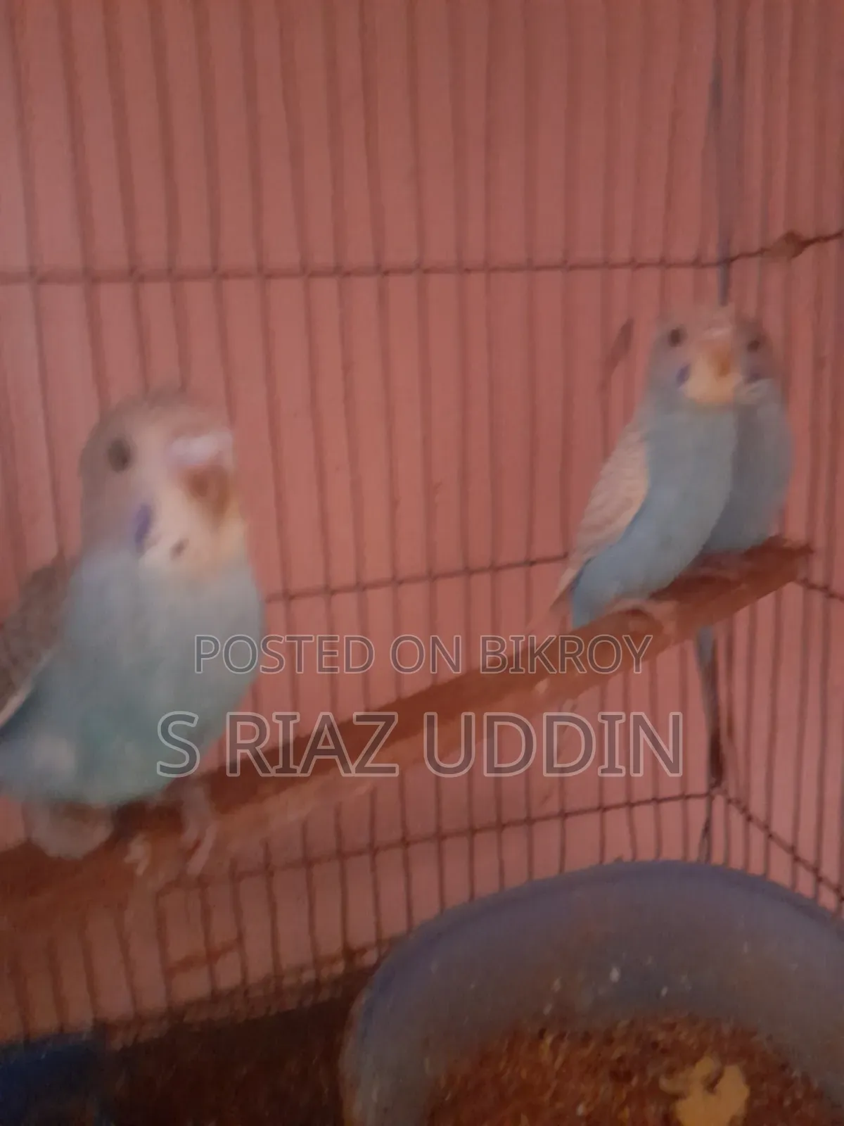 Budgerigar Birds
