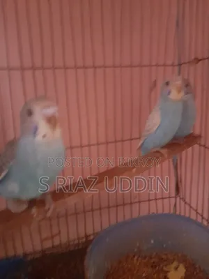 Budgerigar Birds