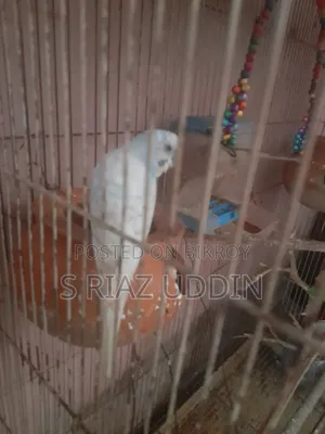 Budgerigar Birds