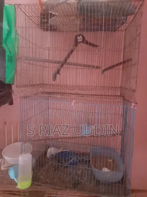 Budgerigar Birds