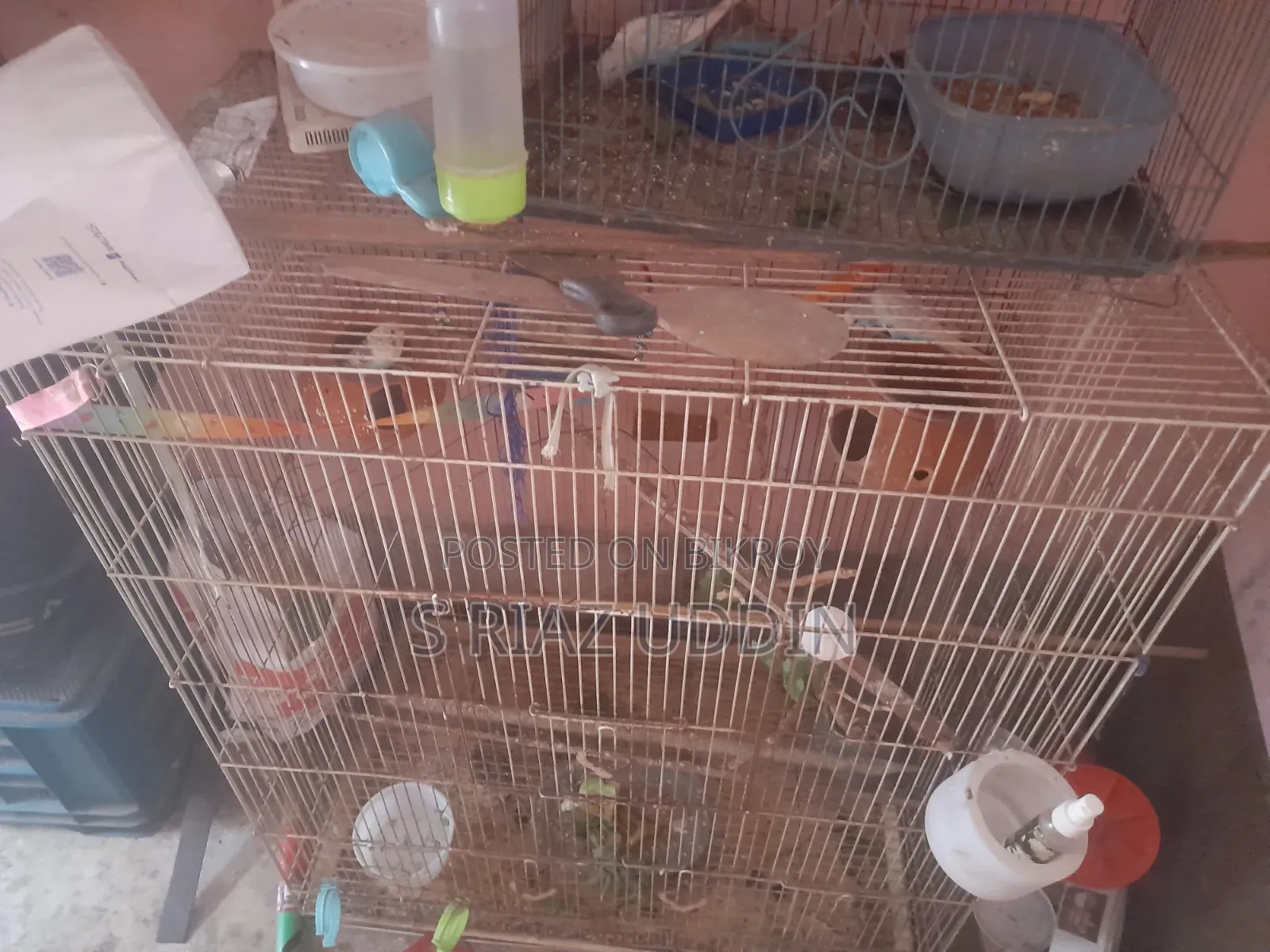 Budgerigar Birds