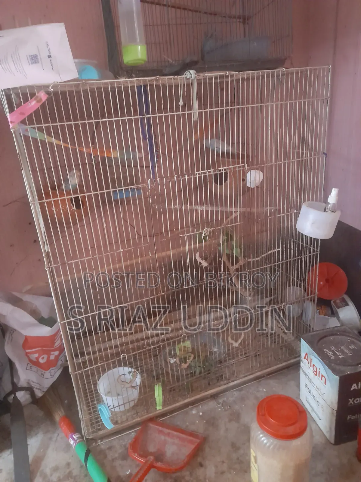 Budgerigar Birds