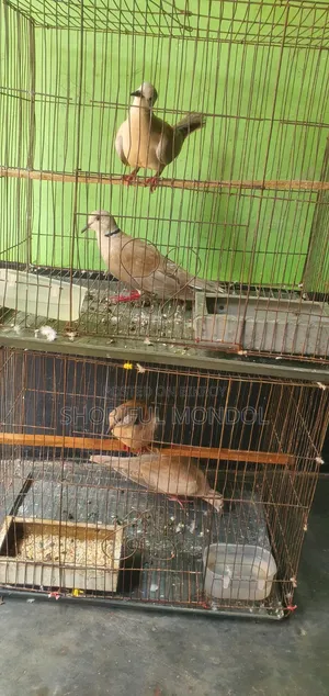 রানিং ঘুঘু