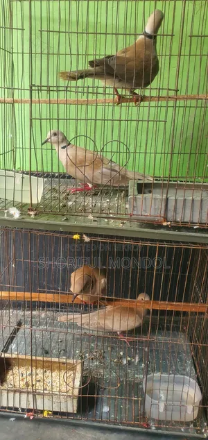 রানিং ঘুঘু