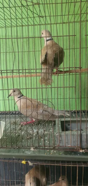 রানিং ঘুঘু