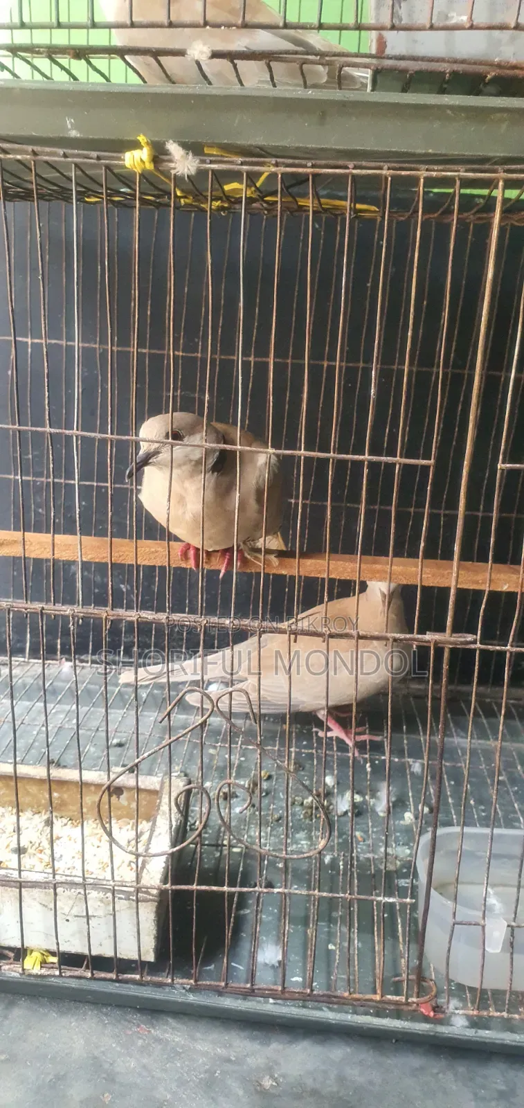 রানিং ঘুঘু